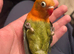 Handreared lovebird