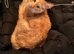 Have to sell my furbaby