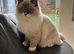 Beautiful Female Ragdoll Cat Looking for a Loving New Home