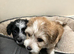 Maltipoo