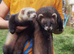 Ferrets reasy now all types colors beautiful