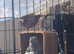 2 bonded pigeons for sale