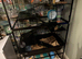2 6month old boy gerbils with huge set up