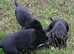 Chunky labrador pups