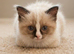 Ragdoll kittens (bicolour)