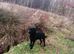 3 Yr old Pedigree Black labrador for stud