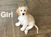 Lovely cockapoo 4 months old
