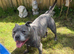 Staffy litter