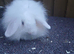 Lop lionheads male