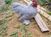 Lilac pekin bantam cockerel in Bradford
