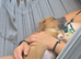 13-Week-Old Rottweiler &times; Staff Puppy