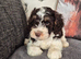 Stunning f1 cockapoo puppys