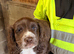9 week old cocker spaniel puppy