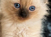 Ragdoll kitten ragdoll kittens seal