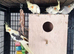 8x cockatail breeding colony