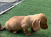 Stunning litter