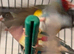 Gouldian finch