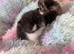 Persian kittens 1 short hair