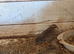 Chinese painted quails
