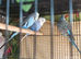 Budgie Bird single MALES - blue colours and green colours with yellow &pound;25 each or any 3 for &pound;70