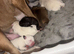 Staffie puppies for sale