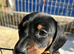Last remaining girl  miniature dachshund puppies