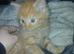 Persian doll face x maincoon kitten