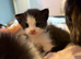 Beautiful kittens for sale