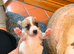 Mini jack russell puppies