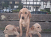 Labrador