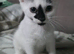 3 Gorgeous, Playful Kittens