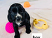 Cocker spaniel puppies
