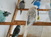 Crested budgies