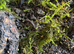 Alpine Newts newly morphed - 4 for &pound;25