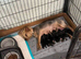 Yorkshire Terriers Puppies