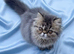 Reduced GCCF registered persian kitten