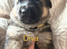 German Shepherd Puppies for sale