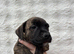 9 Weeks Old Staffy Pups