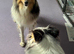 Beautiful Shetland sheepdog puppies