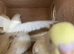 3 x baby budgies