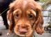 Last Puppy Available - Golden, Calm and Curious Boy