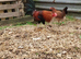 Hatching eggs American game