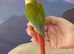 Hand reared tame pineapple gcc (8)