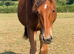 Gorgeous kind and inquisitive ISH filly 16hh+