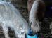 Palamino miniature Shetland stallion