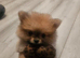 2 female pomeranian puppies