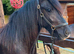 2.yr old cob filly