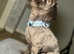 Stunning proven chocolate imperial shih tzu  for stud