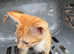 Savannah F6 kittens