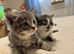 Kittens for sale
